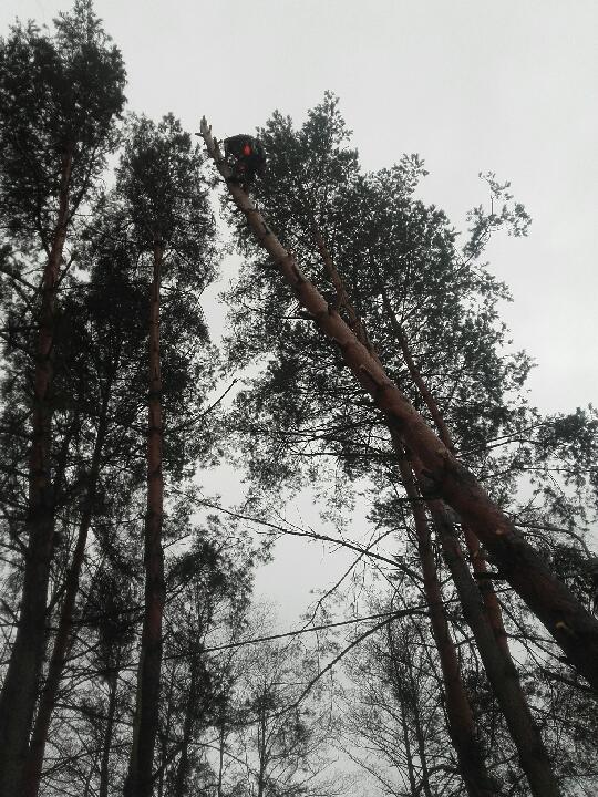 Wycinka drzew metodą alpinistyczną