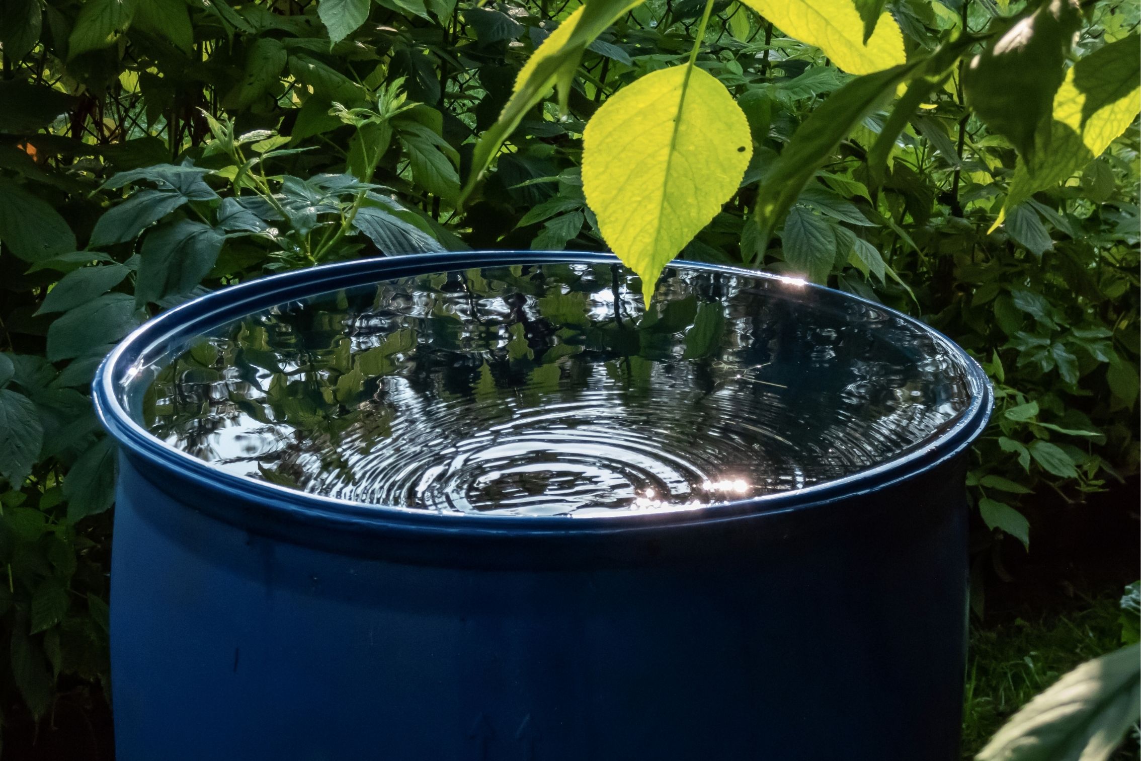 Niebieska beczka z wodą.