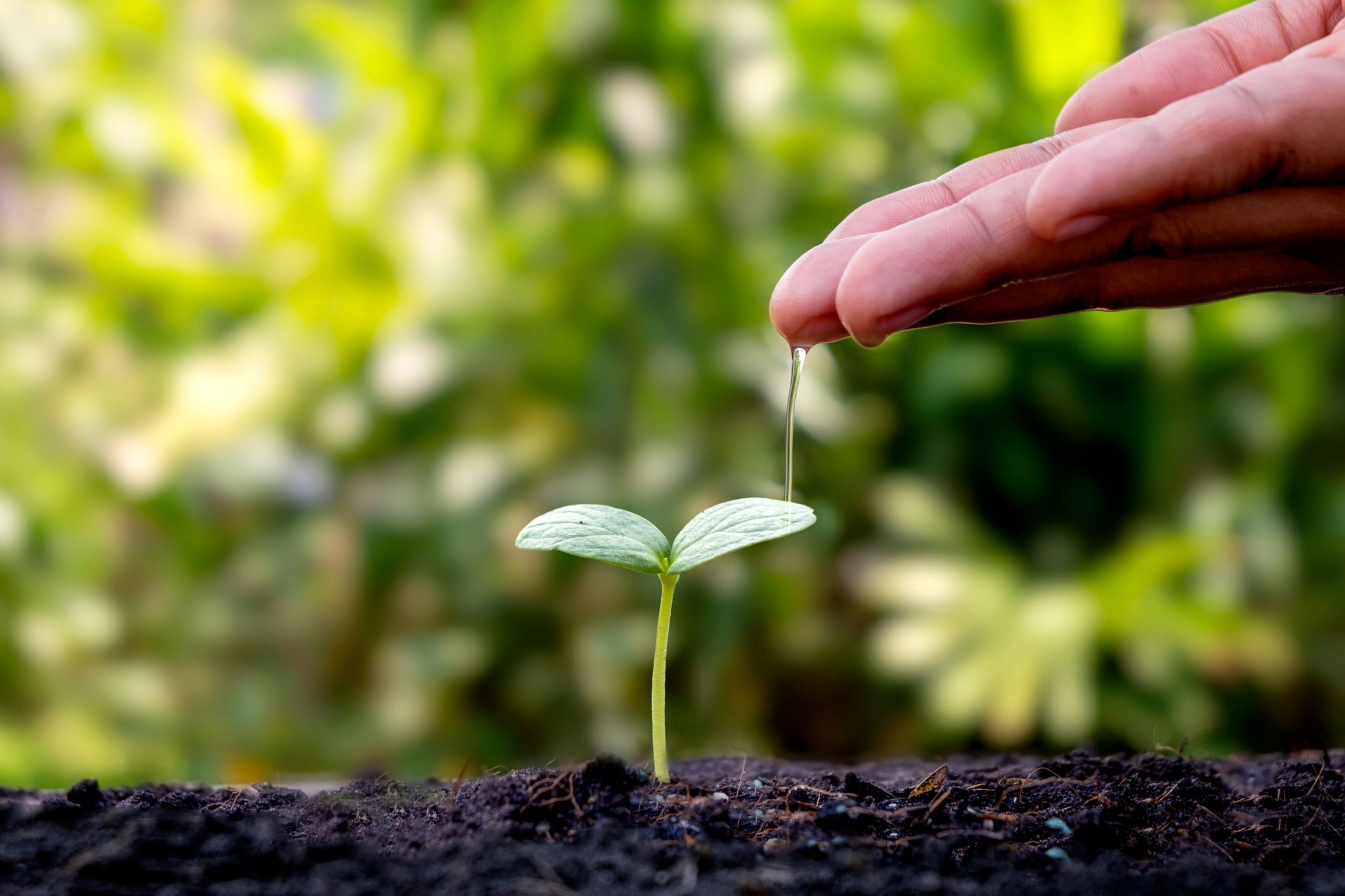 Roślina nad nią ręka